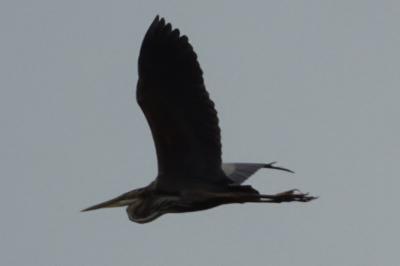 Ardea purpurea