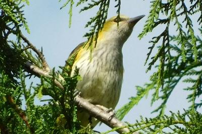 Oriolus oriolus