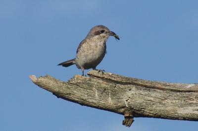 Lanius collurio