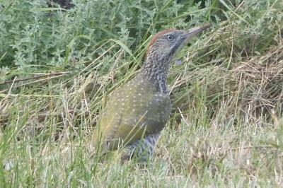Picus viridis