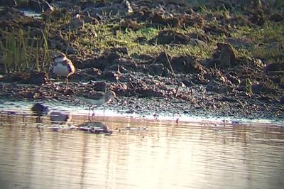 Calidris temminckii