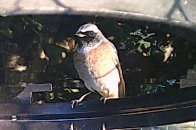 Phoenicurus phoenicurus