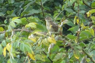 Cisticola juncidis