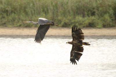 Haliaeetus albicilla
