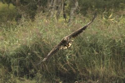 Haliaeetus albicilla
