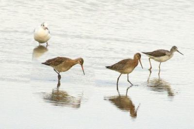 Limosa lapponica