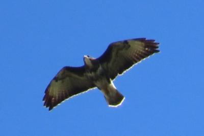 Buteo buteo
