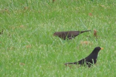 Turdus merula