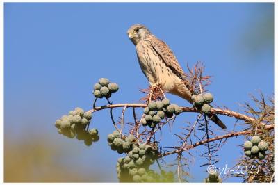 Falco tinnunculus