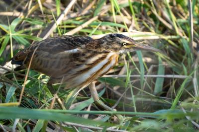 Ixobrychus minutus