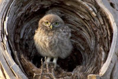Athene noctua