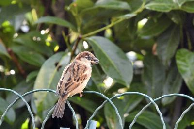 Passeridae
