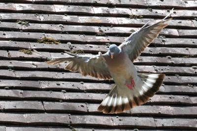 Columba palumbus