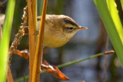 Acrocephalus schoenobaenus