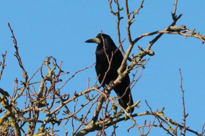 Corvidae