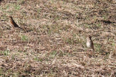 Turdus iliacus