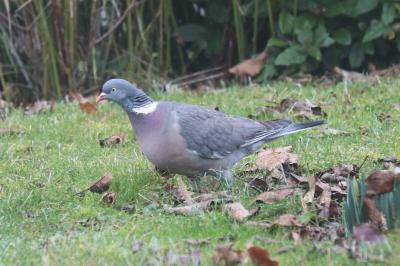 Columbidae