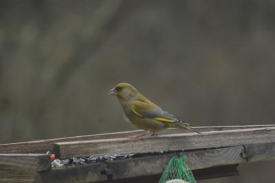 Chloris chloris