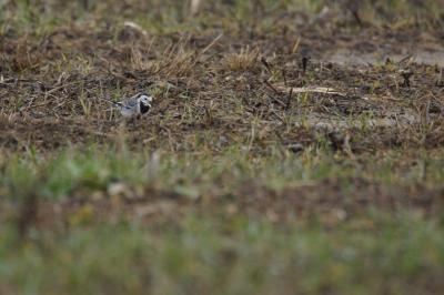Motacilla alba