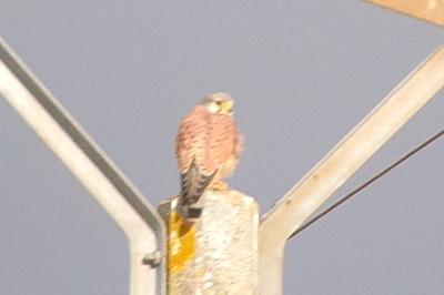 Falco tinnunculus