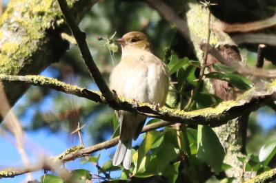 Fringilla coelebs