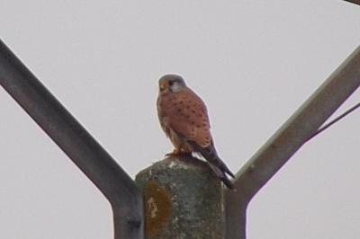 Falco tinnunculus