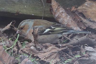Fringilla coelebs