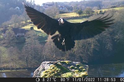 Corvus corax