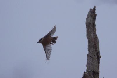 Sitta europaea