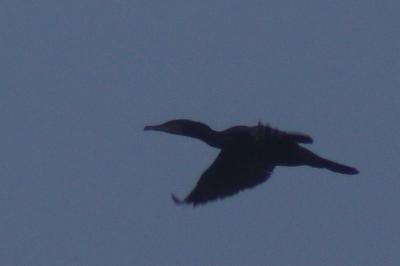 Phalacrocorax carbo