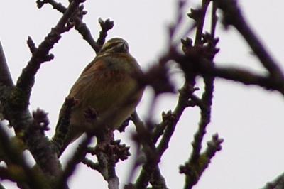 Emberiza cirlus