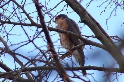 Accipiter nisus