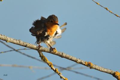 Erithacus rubecula