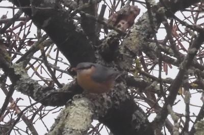 Sitta europaea