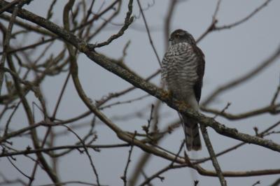 Accipiter nisus