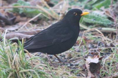 Turdus merula