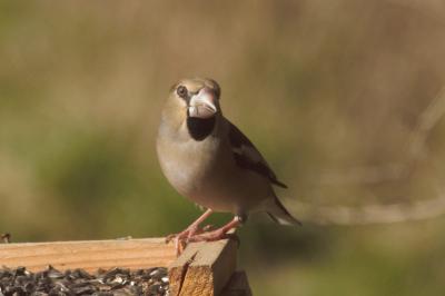 Coccothraustes coccothraustes