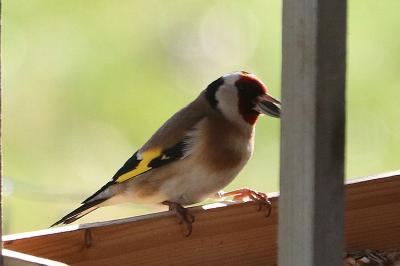 Carduelis carduelis