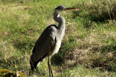 Ardea cinerea