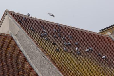 Columba livia
