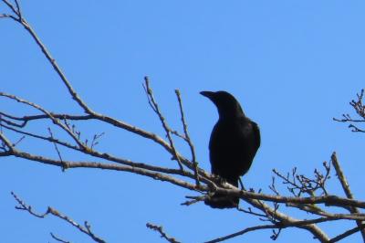 Corvus corone