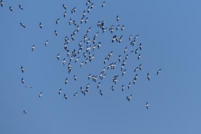 Ciconia ciconia