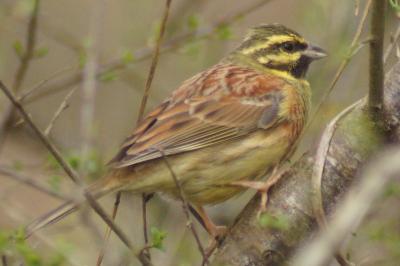 Emberiza cirlus