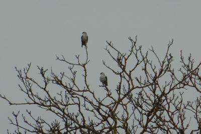 Elanus caeruleus