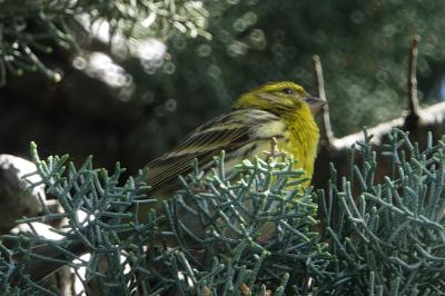 Serinus serinus
