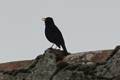 Turdus merula