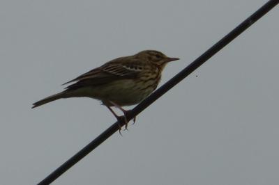 Anthus trivialis