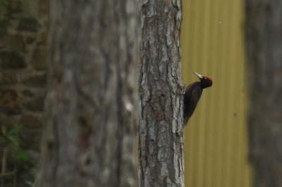 Dryocopus martius