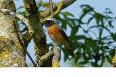 Phoenicurus phoenicurus