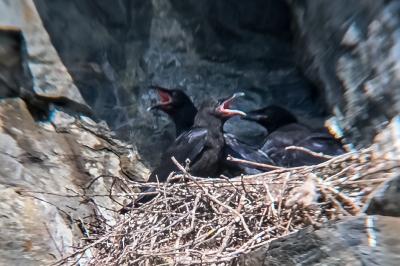 Corvus corax
